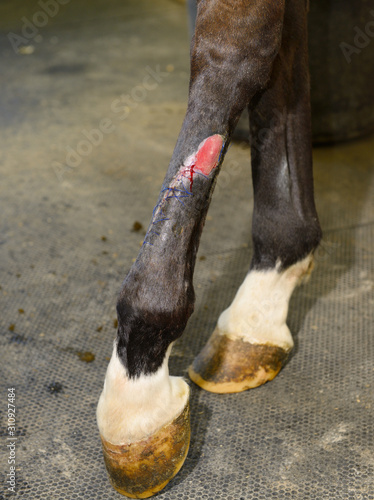 Derazil 1: Stitches one month after injury of hind leg of thoroughbred horse and one week after surgery to remove proud flesh photo