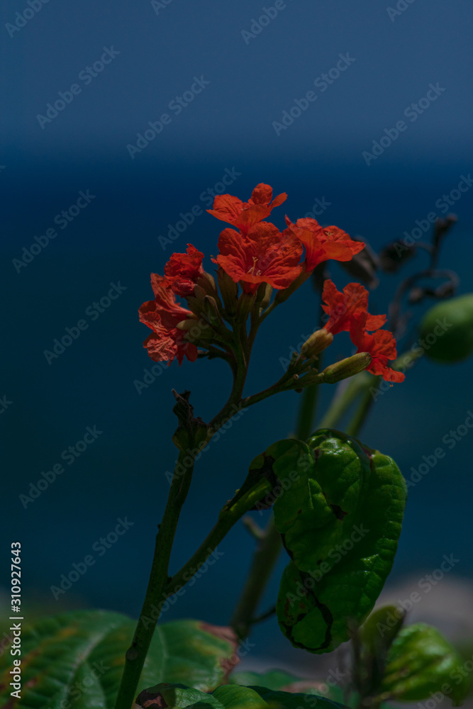 Flores sencillas foto de Stock | Adobe Stock