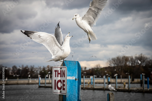 Segulls fight over thin ice photo