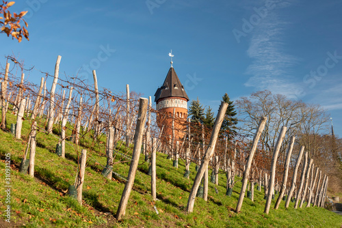 Weinberg mit Wasserturm in Burg bei Magdeburg.