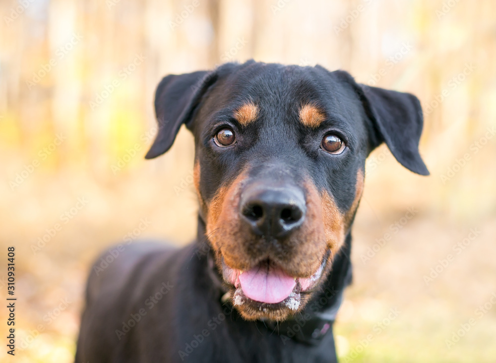 A friendly black and red Rottweiler mixed breed dog with a happy expression