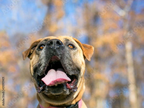Close up of a brown Mastiff dog outdoors with a large open mouth