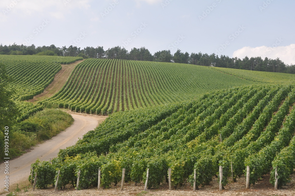 French vinyard