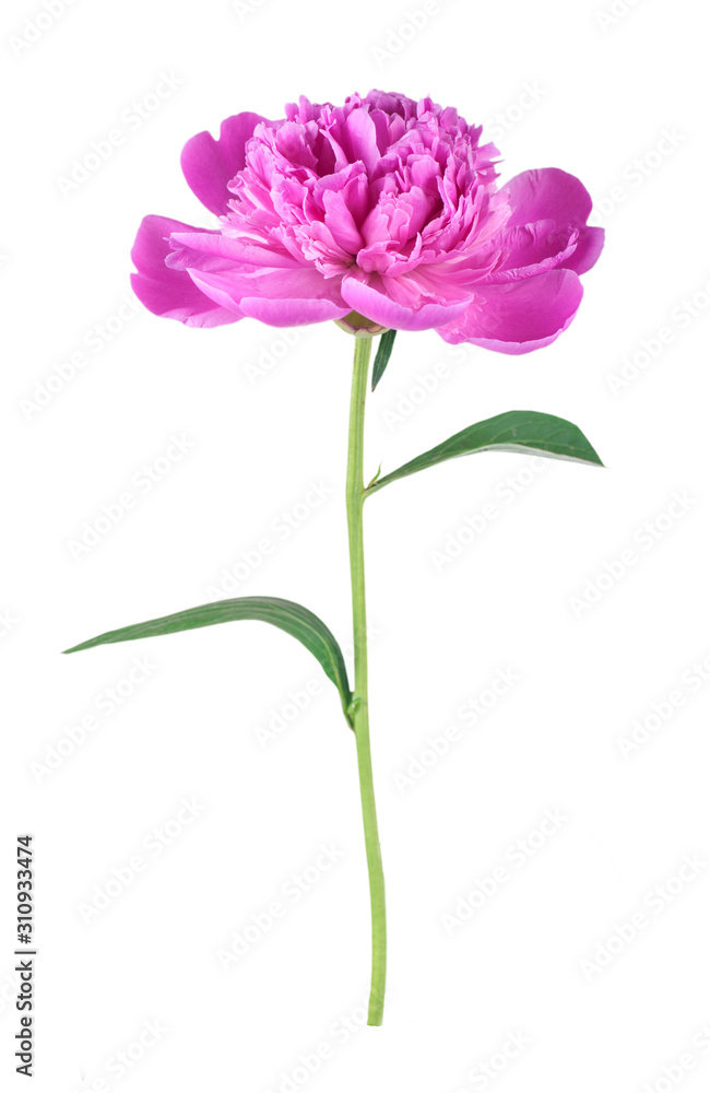 peony single flower isolated on white background peony single flower isolated on white background