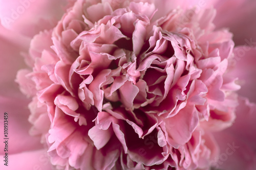 Fototapeta Naklejka Na Ścianę i Meble -  peony background, delicate petals macro shooting, top view