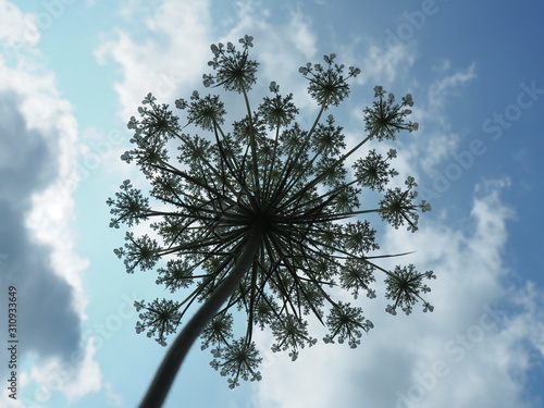 Queen Anne's Lace flower against a blue sky with clouds