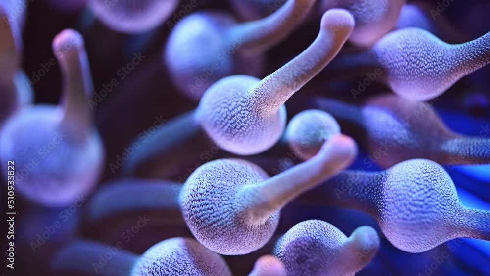 Sea anemone or sea flower underwater - Slow motion Sea anemone or sea flower underwater - Slow motion