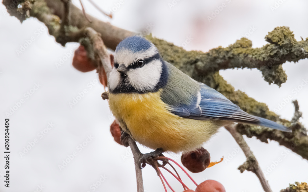 Obraz premium Blaumeise im Baum