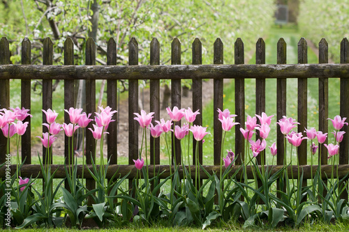 Fototapeta Naklejka Na Ścianę i Meble -  Pink tulips at garden fence in spring time