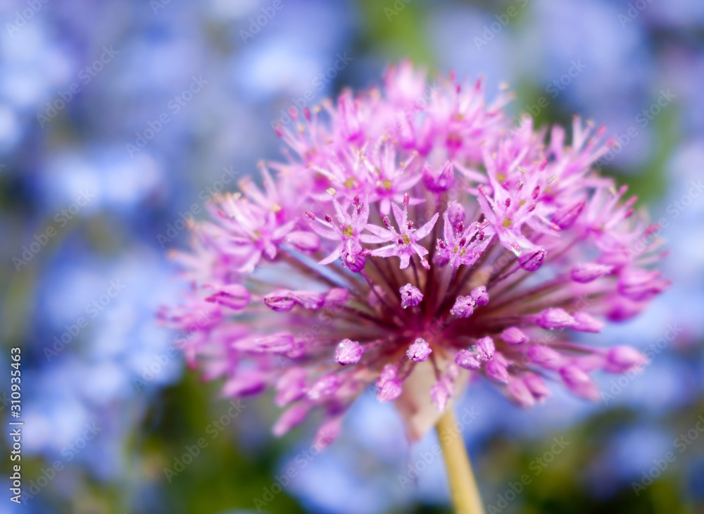 flowering Giant Onion (Alium Gigenteum) with forget-me-not in the background flowering Giant Onion (Alium Gigenteum) with forget-me-not in the background