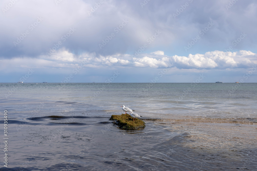 A seagull walks on the sand or sits on a stone in the ocean.