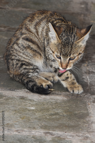 A kitten licking his leg