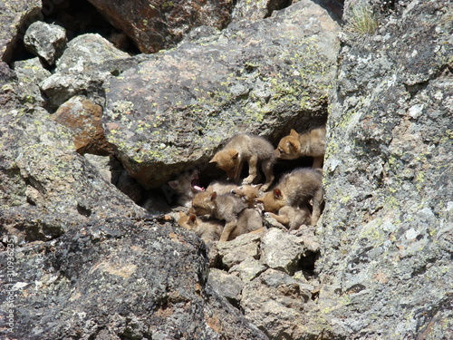 coyote puppy den