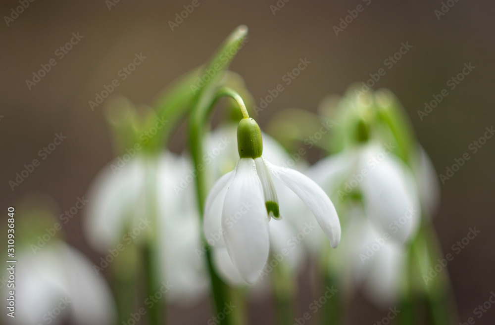 White snowdrops (Galanthus nivalis) is the first spring flower, close up. Blooming tender snowdrops in the garden, background White snowdrops (Galanthus nivalis) is the first spring flower, close up. Blooming tender snowdrops in the garden, background