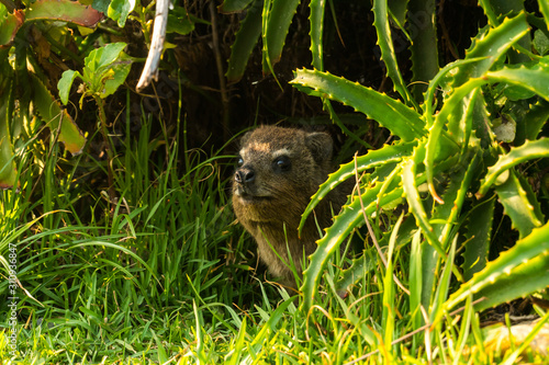 South african dassie hiding in green surrounding captured in Tsitsikamma National Park South Africa