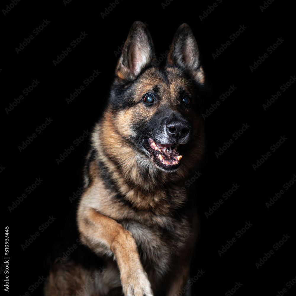 German shepherd shot in studio on a black background. A dog is a friend of man. Sabaka in flight