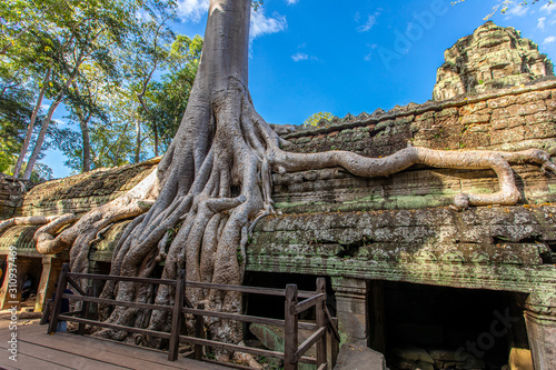 Cambodia Tree Roots