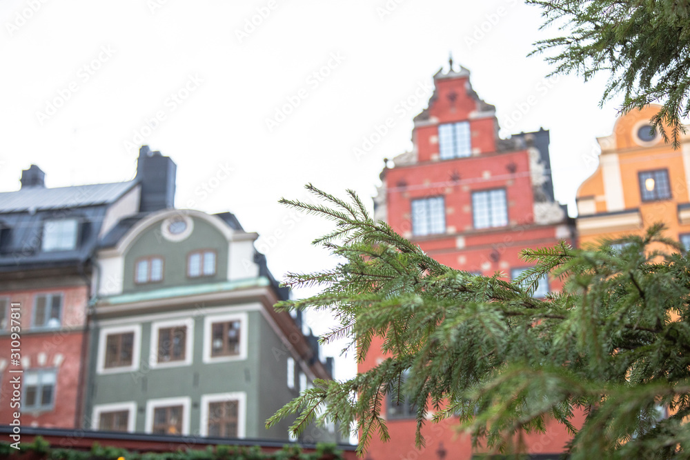 Christmas tree branches on a background of beautiful old buildings