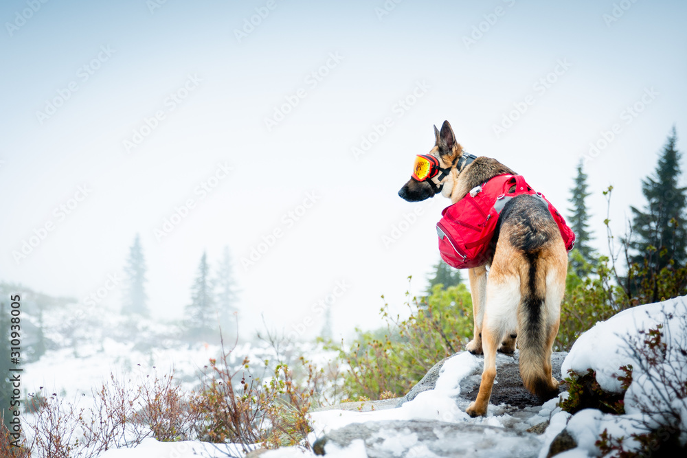 A German Shepherd dog wearing dog goggles and wearing red backpack