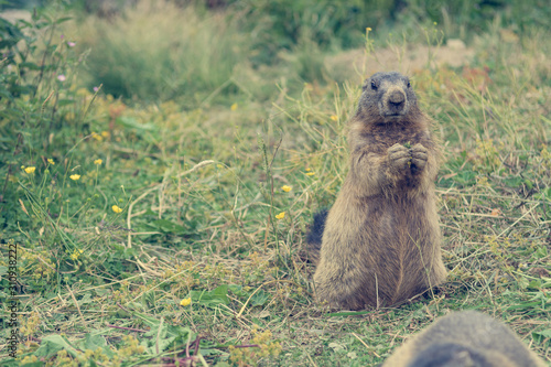 Portrait of wild marmot feeding on mountain meadow.