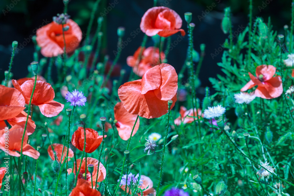summer meadow with red poppies summer meadow with red poppies