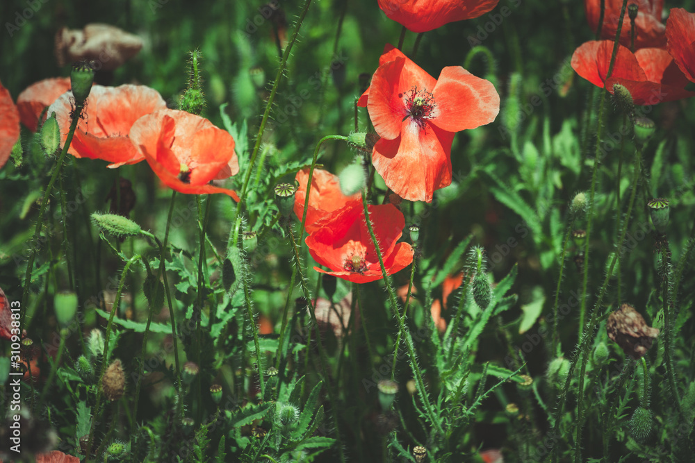 Fototapeta premium summer meadow with red poppies
