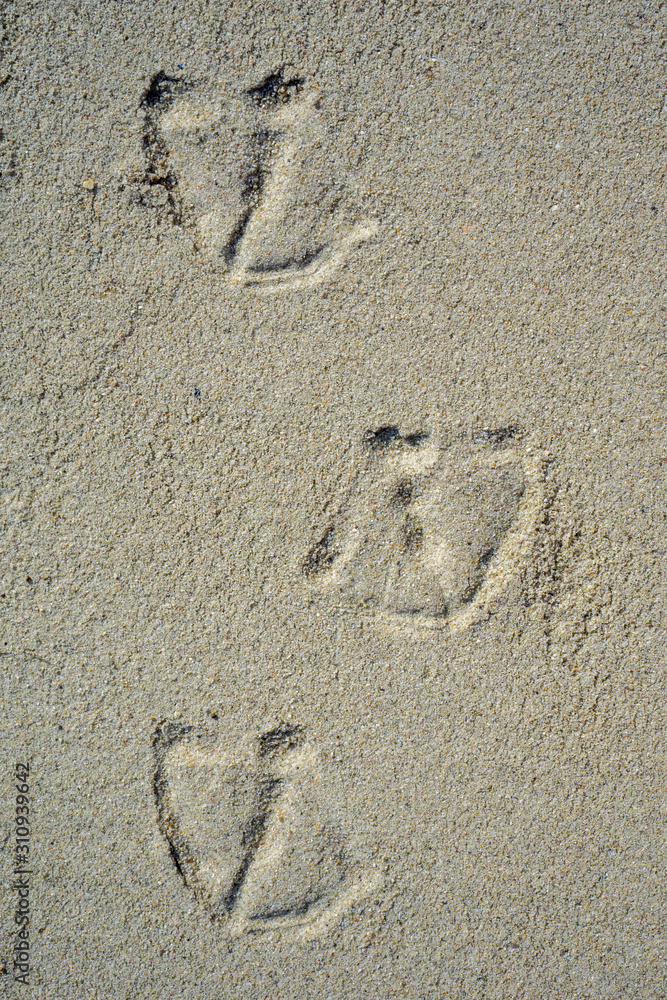 footprints of a duck in the sand on the beach