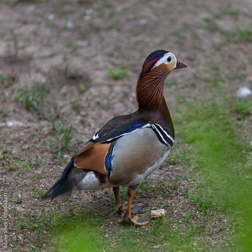 Obraz premium Duck at Askhania Nova, Kherson, Ukraine