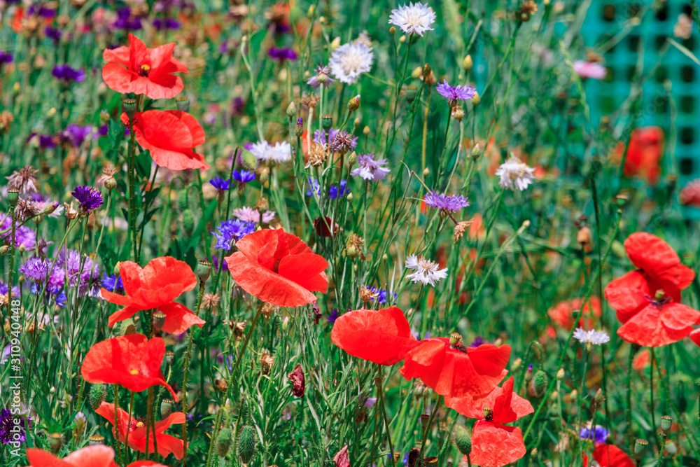 Fototapeta premium summer meadow with red poppies