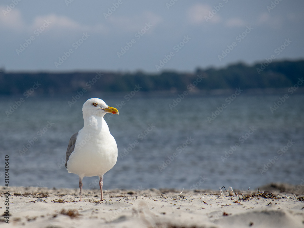 Möwe an der Ostsee Möwe an der Ostsee