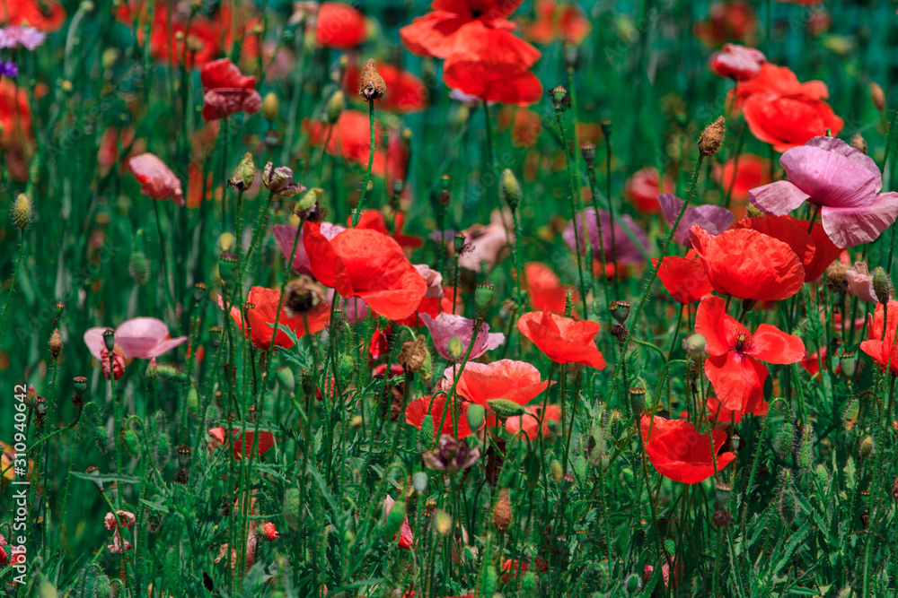 Fototapeta premium summer meadow with red poppies
