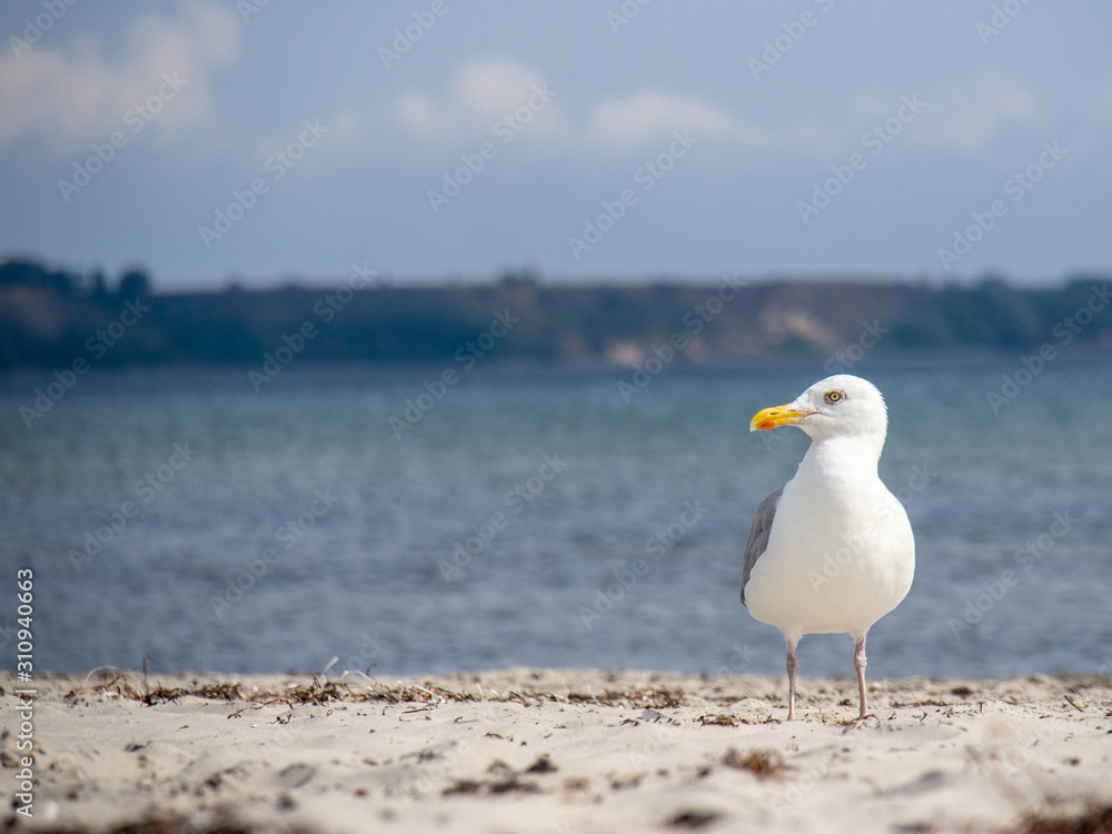 Naklejka premium Möwe an der Ostsee