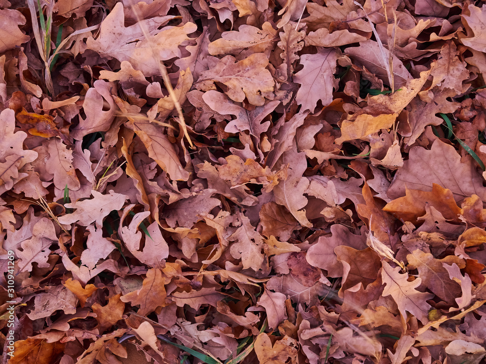 Autumn leaves ground dry background texture Autumn leaves ground dry background texture