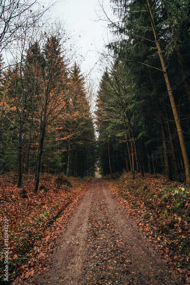 Obraz premium Path in forest during autumn, Czech Republic