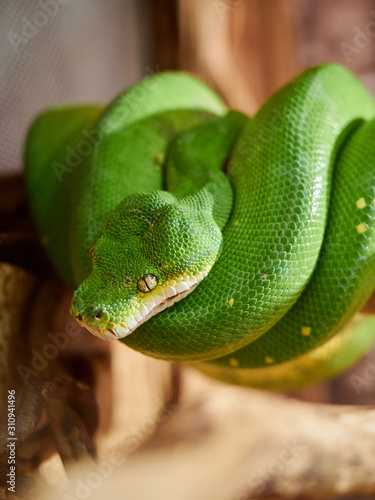 Tree Python green snake serpent on a branch zoo