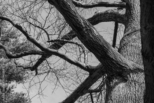 Tree Branches