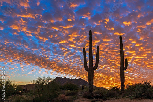 Vibrant Arizona Desert Sunset Sky With Cactus © Ray Redstone
