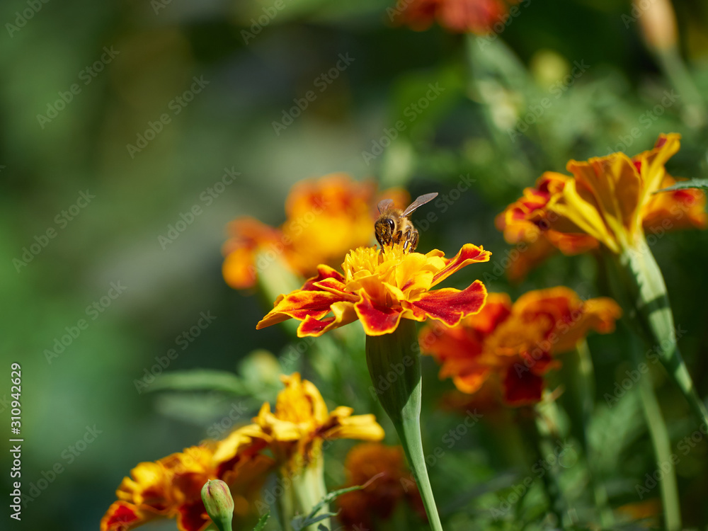 Bee on yellow red orange flower Bee on yellow red orange flower