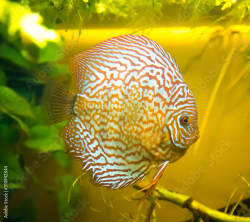 Discus brown, Brown Discus, on the background of the green river bottom. Marine life, river fish, sea.