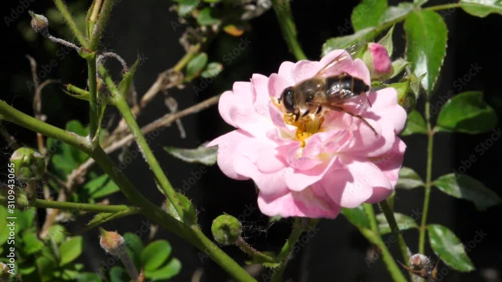 Close Up of a Bee Taking Nectar from a Pink Rose Flower in Slow Motion in a Sunny Wind Day with its Tongue. Nature and Insect Videos in FullHD Close Up of a Bee Taking Nectar from a Pink Rose Flower in Slow Motion in a Sunny Wind Day with its Tongue. Nature and Insect Videos in FullHD
