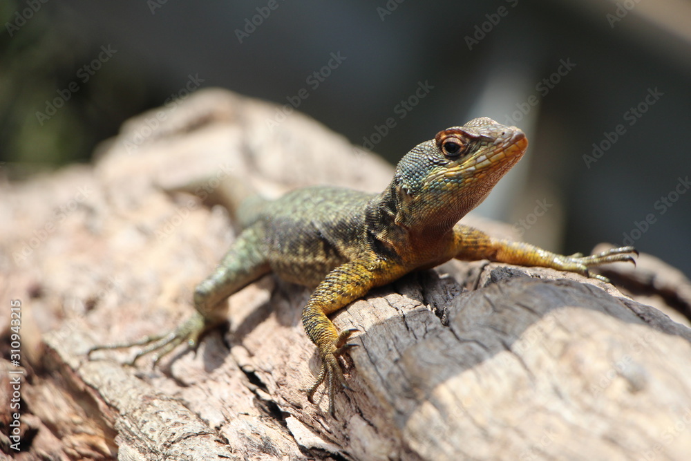 lizard lizard