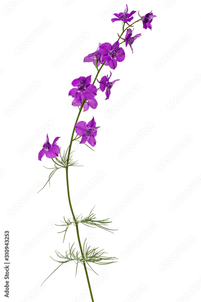 Violet flower of wild delphinium, larkspur flower, isolated on white background Violet flower of wild delphinium, larkspur flower, isolated on white background