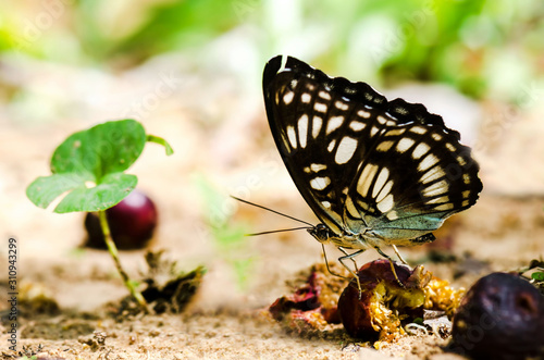 Beautiful butterflies for breakfast