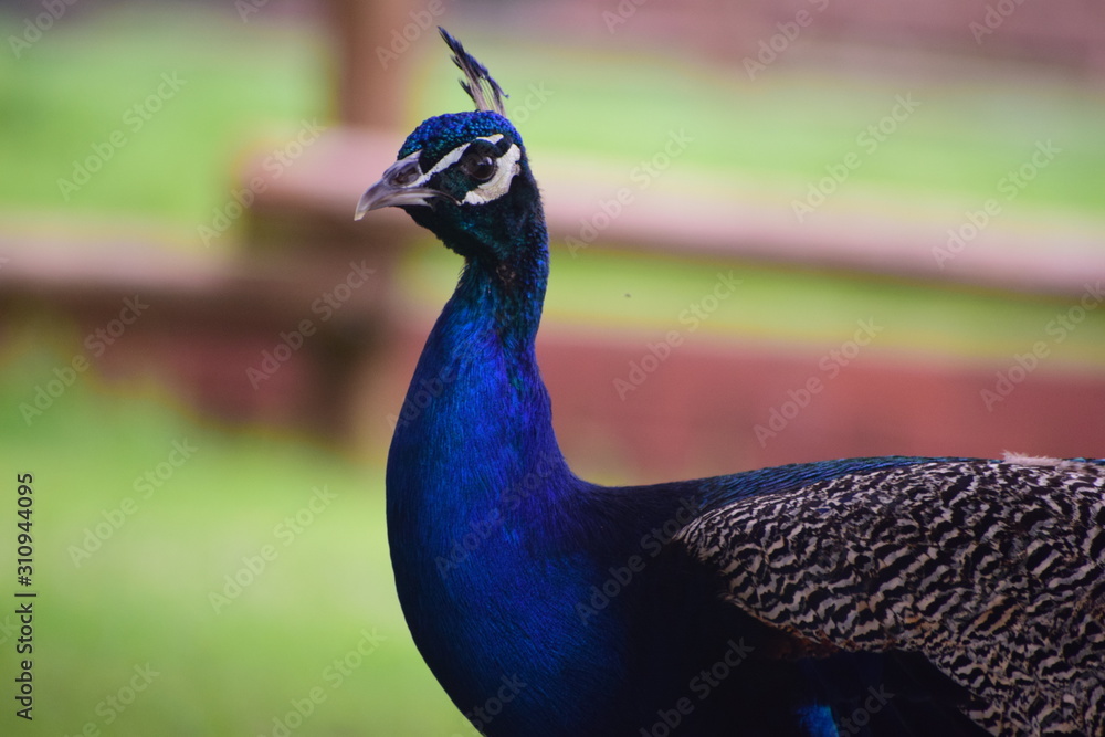 Obraz premium peacock with feathers out