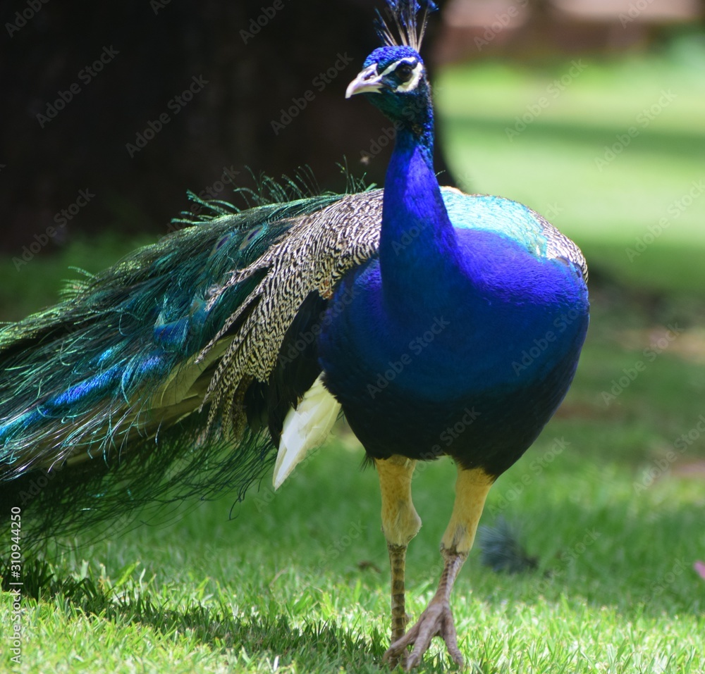 Obraz premium peacock in park