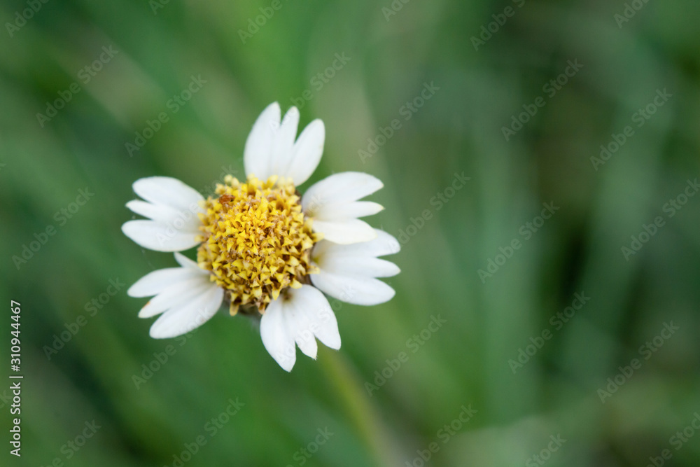 Obraz premium Wild Daisy on blur background..
