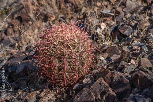 Desert Tree Cactus