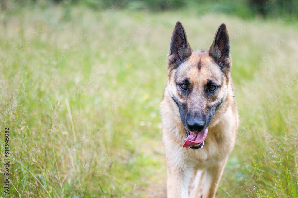 A beautiful German Shepherd dog running towards the owner smiling with her long tongue sticking out and her pointy ears up