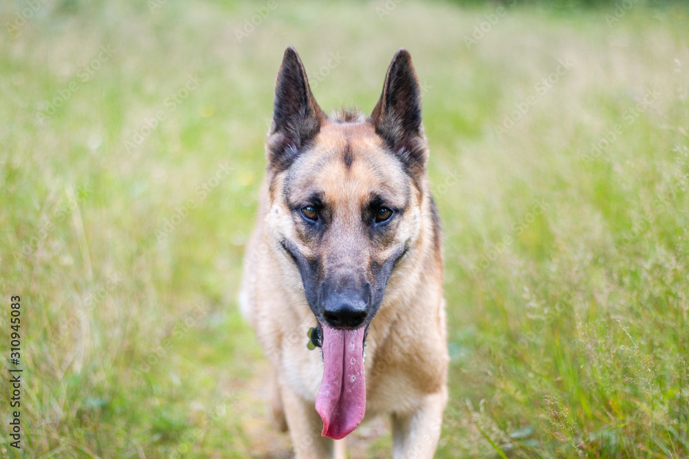 A beautiful German Shepherd dog running towards the owner smiling with her long tongue sticking out and her pointy ears up A beautiful German Shepherd dog running towards the owner smiling with her long tongue sticking out and her pointy ears up