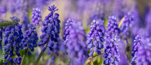 Blue Muskari. Magnificent blossoming against the background of a garden. Thickets of a mouse hyacinth. Bright spring scene.